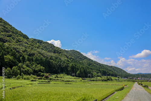 滋賀観光　琵琶湖側の田圃風景