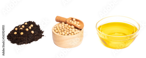 Soy Bean seed plant in fertilizer soil and get soy bean in wooden bowl, Vegetable Oil in glass bowl. Golden Soybean turn many process to cooking oil, White background isolated