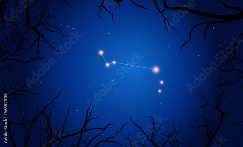 Vector illustration Apus constellation. Bright constellation in open space, blue sky. Starry sky behind tree silhouette
