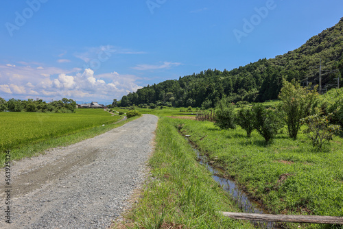 滋賀観光 琵琶湖側の田圃風景