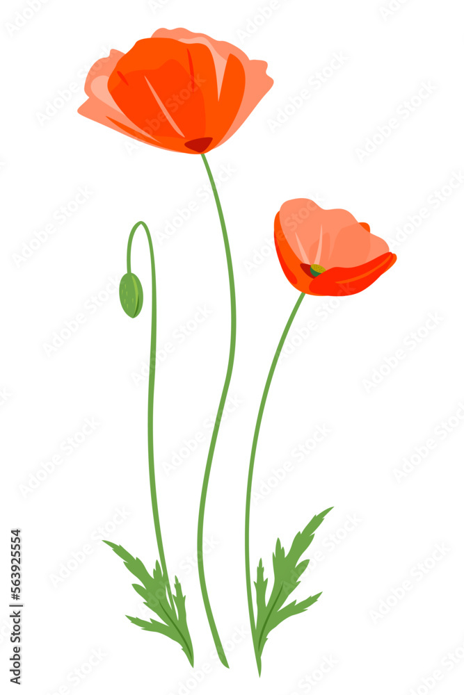 Obraz premium Red poppy flowers with bud at different stages of flowering isolated illustration, composition for bouquet of wildflowers, illustration of common poppy