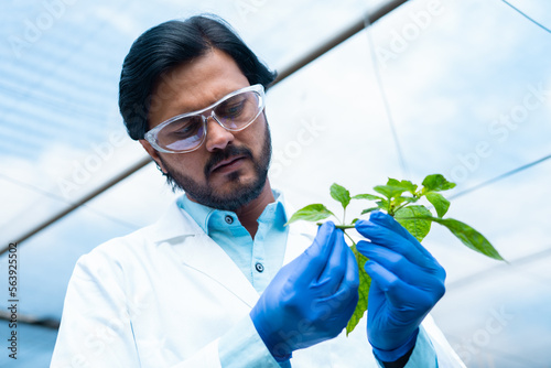 Close up shot of agro scientist or botanist checking plant smaple at greehouse - concept of medical research, biotechnology and research photo