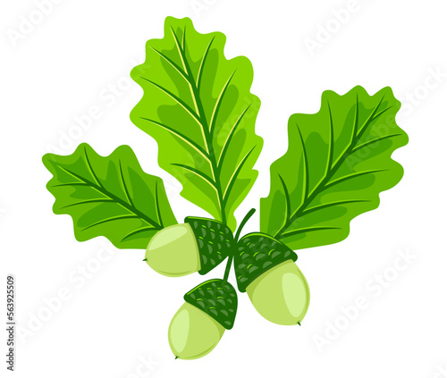 Three young light green oak leafs with acorns isolated illustration, set of three leaves with green young oak nuts composition in front view, classic forest leaves with nuts