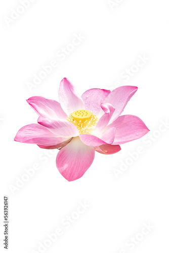 pink flower lotus beautiful isolated on white background