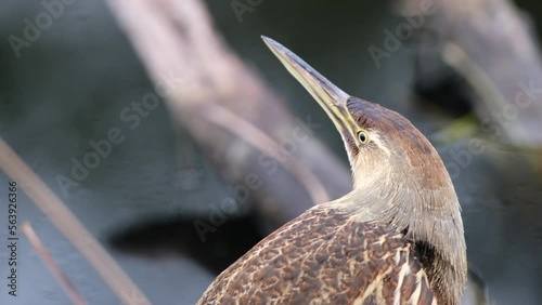 Least Bittern at the Alligator River National Wildlife Refuge, medium shot photo