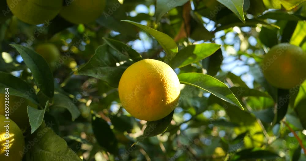 Yellow, ripe, ripe, sweet oranges on a branch with green leaves in the rays of the bright sun. A rich harvest of oranges on organic plantations. The concept of tasty and healthy citrus fruits Yellow, ripe, ripe, sweet oranges on a branch with green leaves in the rays of the bright sun. A rich harvest of oranges on organic plantations. The concept of tasty and healthy citrus fruits