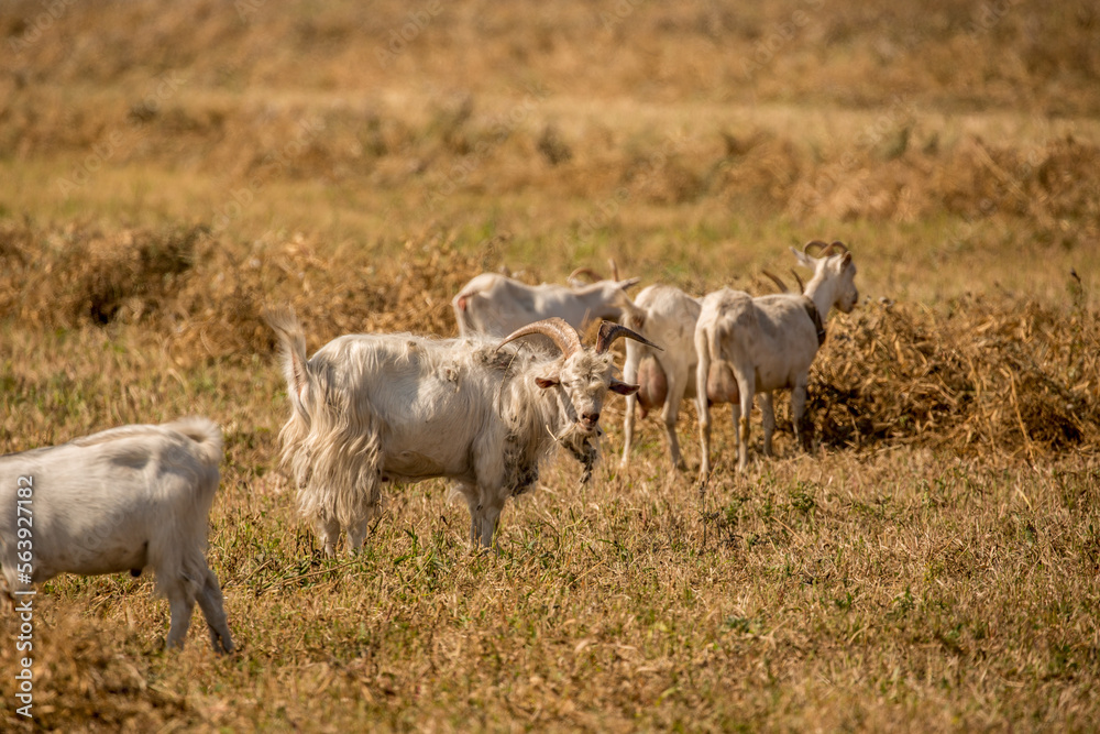 Obraz premium Goats in search of food roam the desert hot pasture. Moroccan goats climb trees to eat leaves. Sheep eat the remains of a watermelon.