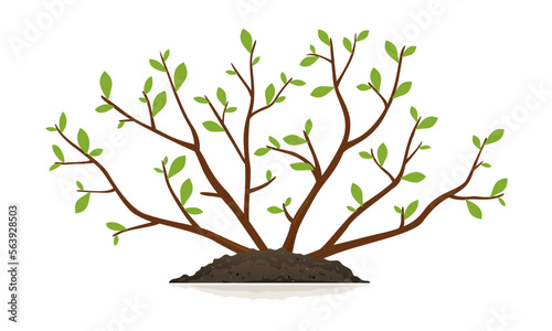 One young slender bush plant with small green leaves and thin branches growing in ground isolated illustration, planting bush in side view, spring work in garden