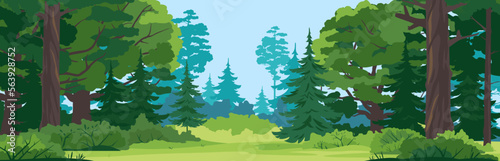 Green glade with grass in mixed forest on summer sunny day, spruce trees and bushes in front view, place for camping in the middle of the forest, place for picnic in nature