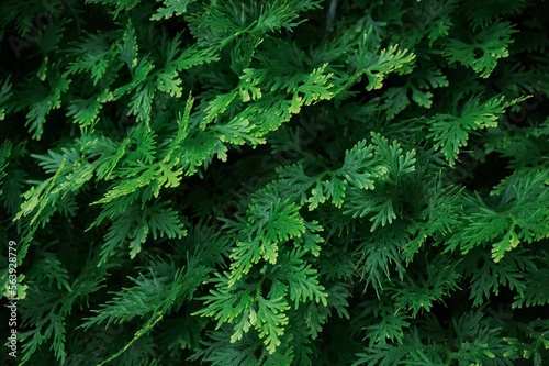Tropical green fern leaves growing in ornamental garden
