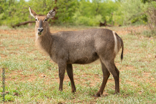 Waterbuck - Kobus ellipsiprymnus with green vegatation in background. Photo from Kruger National Park in South Afrcia. 