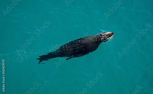 High angle shot of a seal swimming breaking surface in crystal clear blue water at Abel Tasman National Park New Zealand