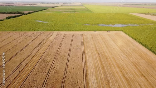 A flooded sunflower field next to a wheat field. Natural disaster. Climate change. High quality FullHD footage