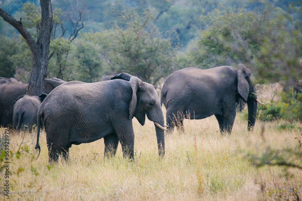 Fototapeta premium Elephant family in the savannah of the National Park in South Africa