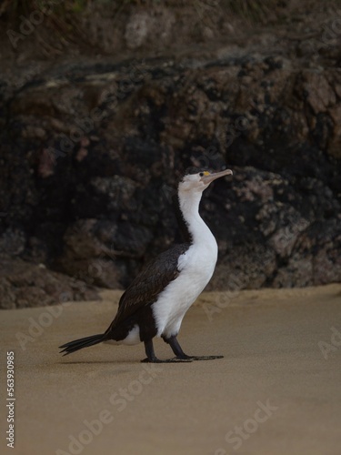 Black and white australian pied shag cormorant bird standing on sand beach in Abel Tasman National Park New Zealand
