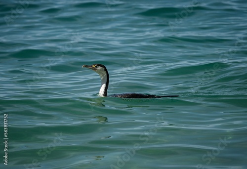 Black and white australian pied shag cormorant bird swimming in blue sea water in Abel Tasman National Park New Zealand photo