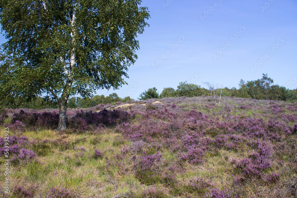 Heathland in National Park Maasduinen in the Netherlands Heathland in National Park Maasduinen in the Netherlands