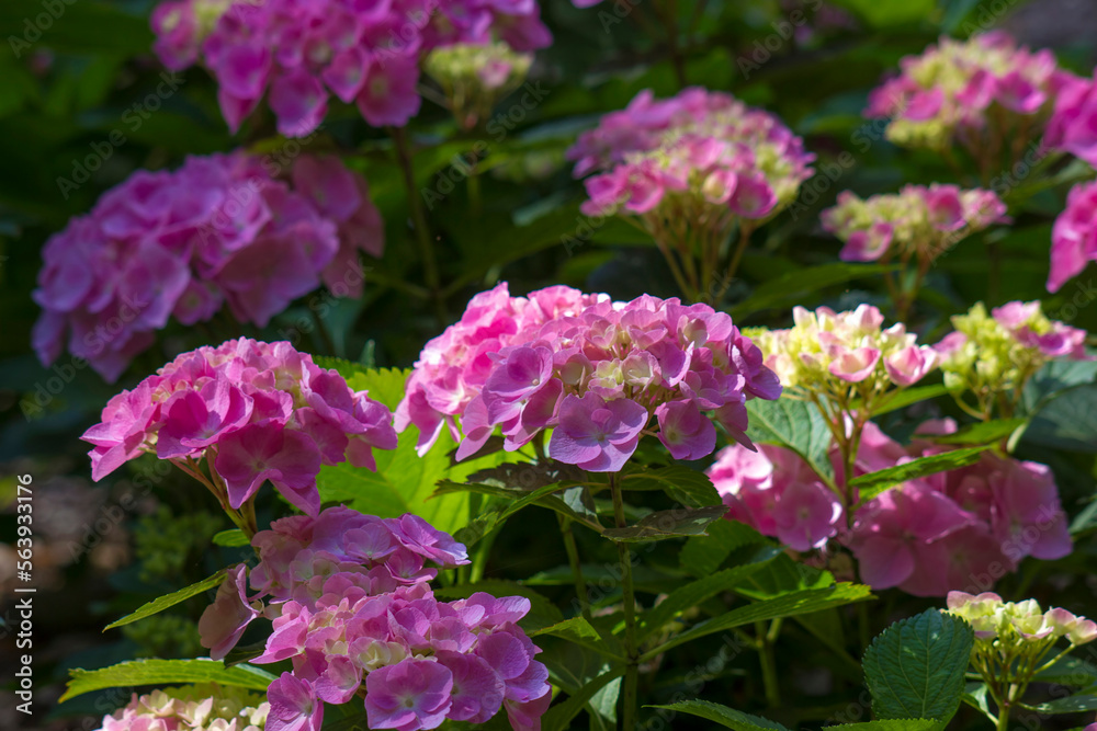Bush of Hortensia flowers in the garden, Germany Bush of Hortensia flowers in the garden, Germany