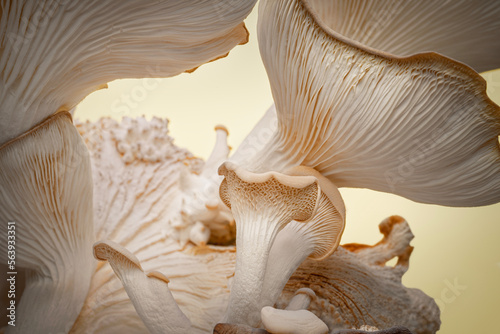 Closeup of Italian oyster mushrooms showing stems and gills photo