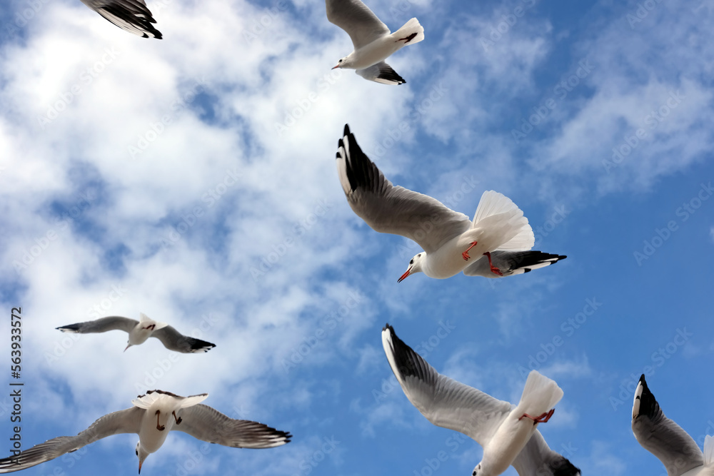 Obraz premium Lot of wild seagulls chaotic flying in the blue sea sky with white clouds close up view