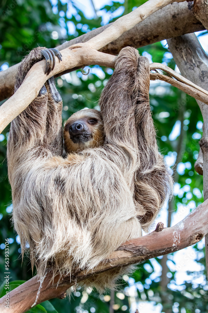 Fototapeta premium The close image of Linneaus' Two-toed Sloth (Choloepus didactylus). A species of sloth from South America, have longer hair, bigger eyes, and their back and front legs are more equal in length.