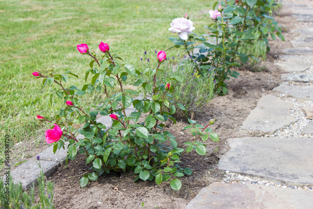 Naklejka premium stone paved garden path and flowers - roses and lavender