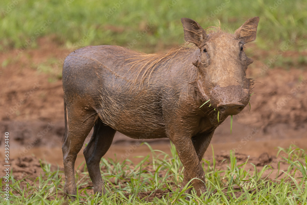 Common warthog - Phacochoerus africanus - in brown mud. Photo from Kruger National Park in South Africa. Common warthog - Phacochoerus africanus - in brown mud. Photo from Kruger National Park in South Africa.