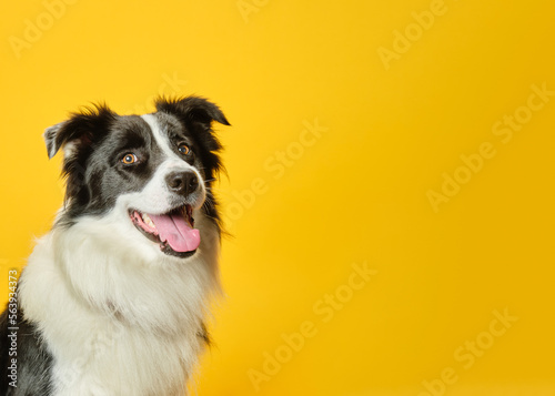 border collie portrait © David