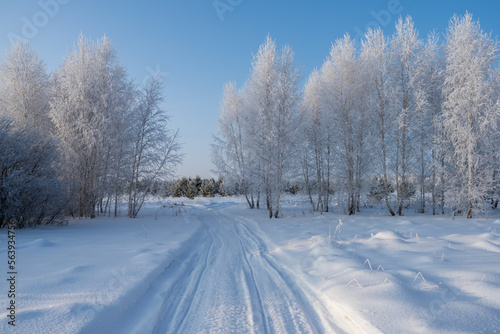 Birches in hoarfrost and a country road running into the distance on frosty day.