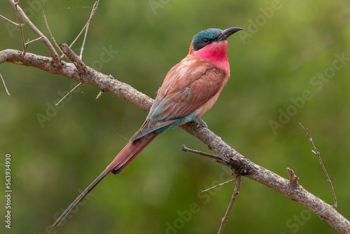 Colorful southern carmine bee-eater - Merops nubicoides - (formerly carmine bee-eater) perched with green background. Photo from Kruger National Park in South Africa.. photo