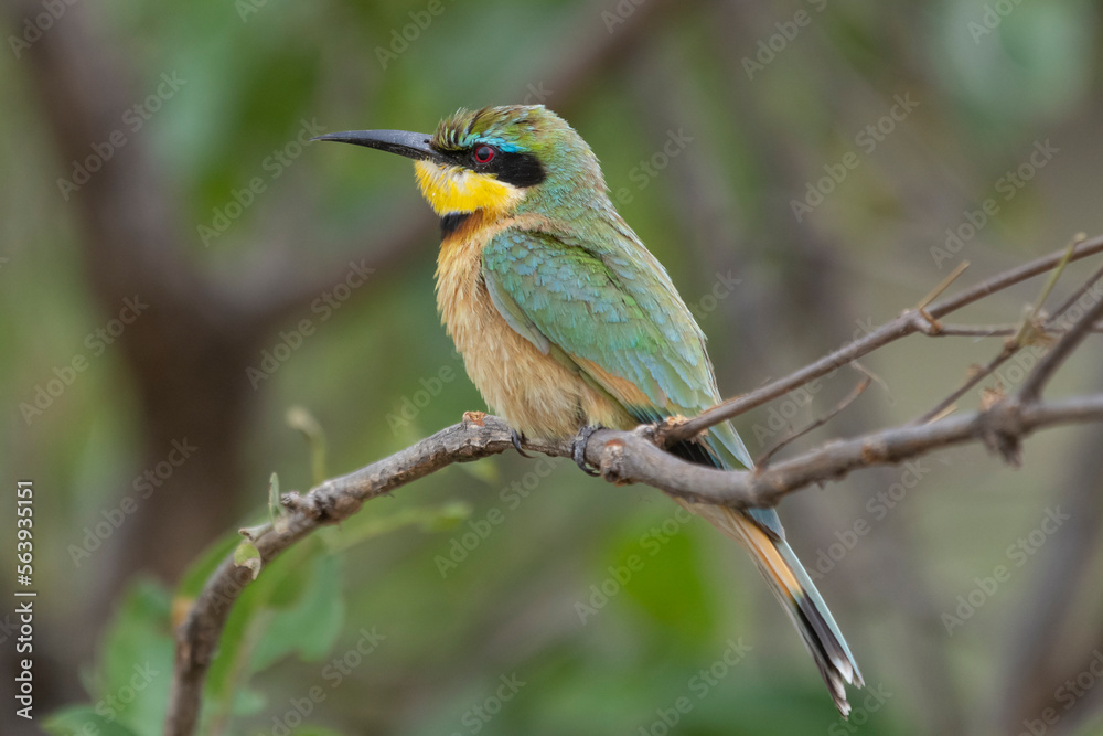 Little bee-eater - Merops pusillus perched with green background. Photo from Kruger Natioanal Park in South Africa. Little bee-eater - Merops pusillus perched with green background. Photo from Kruger Natioanal Park in South Africa.