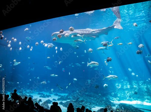 Atlanta USA 15th Oct 2022: the whale shark swimming in Ocean Voyager gallery of Georgia Aquarium, one of the World's Largest Single Aquatic Exhibits. home to whale sharks, manta rays and fishes.  photo