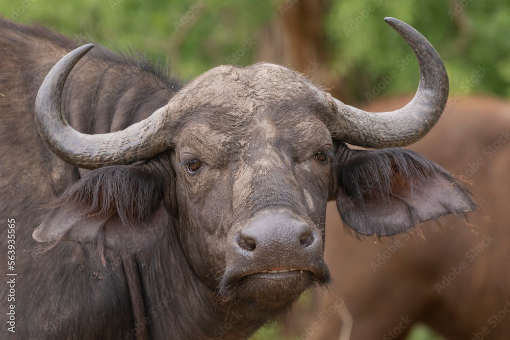 Portrait of the bull of African buffalo, Cape buffalo - Syncerus caffer, with the green vegetation in background. Photo from Kruger National Park in South Africa.