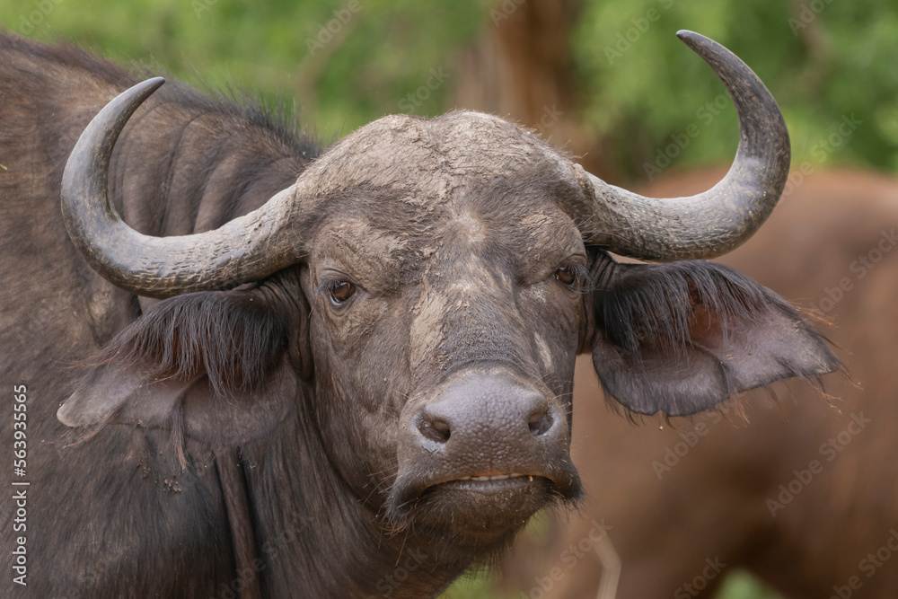 Portrait of the bull of African buffalo, Cape buffalo - Syncerus caffer, with the green vegetation in background. Photo from Kruger National Park in South Africa. Portrait of the bull of African buffalo, Cape buffalo - Syncerus caffer, with the green vegetation in background. Photo from Kruger National Park in South Africa.