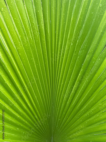 Green palm tree leaf close up