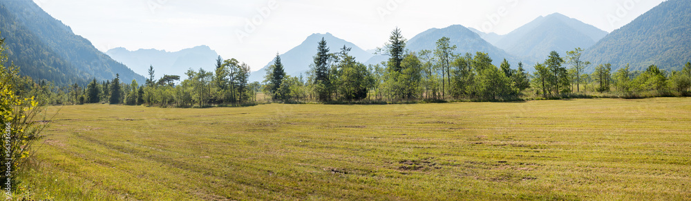 sunny moor landscape Eschenloher Moos with view to Zugspitze mountain and alps sunny moor landscape Eschenloher Moos with view to Zugspitze mountain and alps