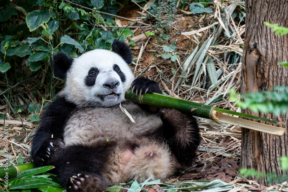 Obraz premium The baby giant panda 