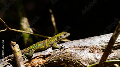 Beautiful small juvenile black spiny iguana (Ctenosaura similis) warming on the tree trunk spotted in Costa Rica 