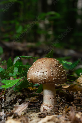 this mushroom is an amanita rubescens and it grows in the forest