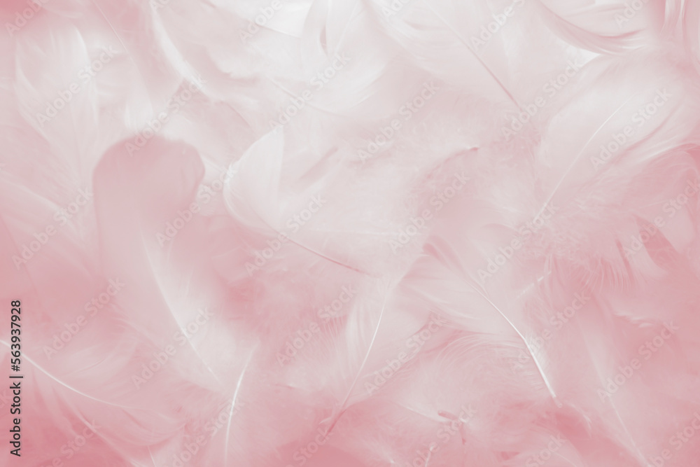 Soft Pink and White Feathers Textured Background. Swan Feathers	