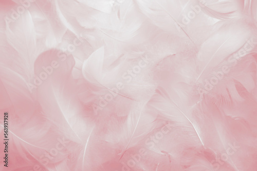 Soft Pink and White Feathers Textured Background. Swan Feathers 