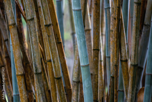 Large colourful bamboo shoots grow in a tropical garden. Natural background.