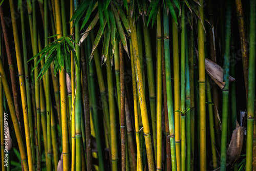 Large colourful bamboo shoots grow in a tropical garden. Natural background.
