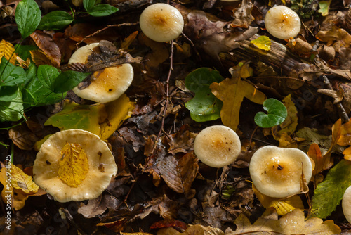 Poison Pie Mushroom Hebeloma crustuliniforme growing through the autumnal leaves photo