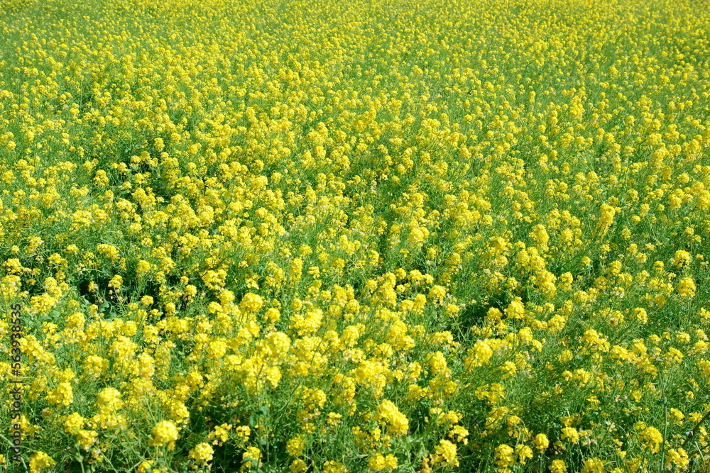 A field of rapeseed flowers