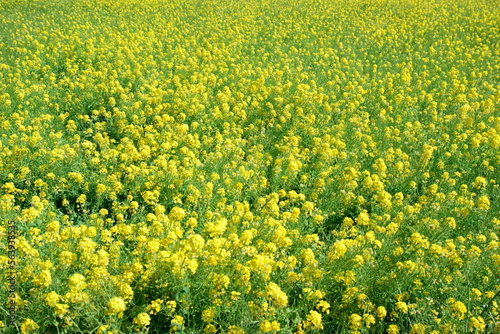 A field of rapeseed flowers © 穂積 祐