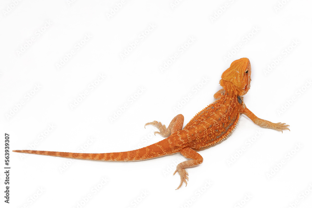 Naklejka premium Red bearded Agama iguana isolated on white background. Pogona is genus of reptiles. Cute amazing animal from Australia. Content of exotic lizard at home. High quality photo