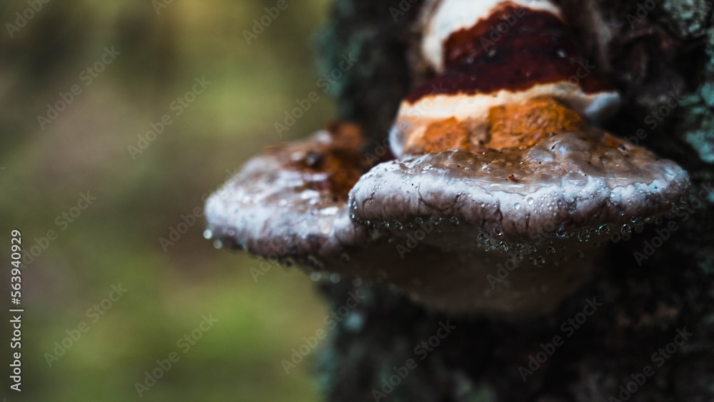 Large fungi harmful to trees. Large hard colored fungal pathogens grown on tree bark. Fistulina hepatica, Fomes fomentarius, Ganoderma applanatum. Inedible mushrooms. Macro photography of mycology.
