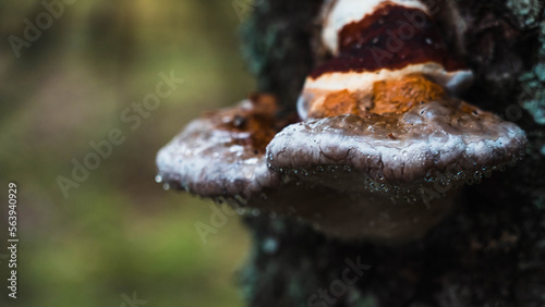 Large fungi harmful to trees. Large hard colored fungal pathogens grown on tree bark. Fistulina hepatica, Fomes fomentarius, Ganoderma applanatum. Inedible mushrooms. Macro photography of mycology. photo