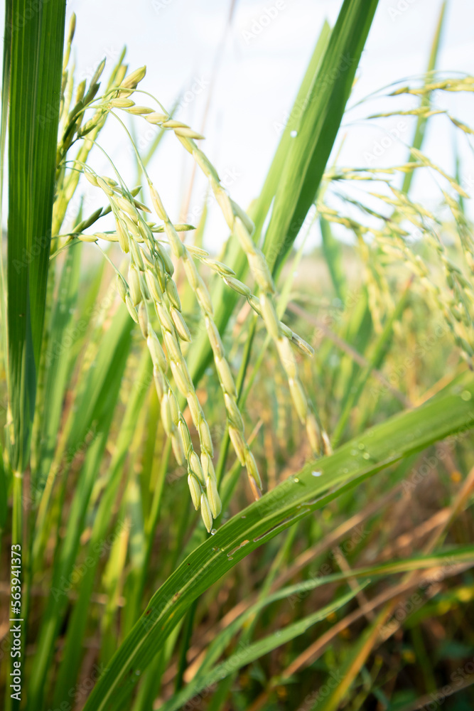 Fototapeta premium Close-up of the rice fields in the field